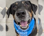 Small Rottweiler Mix