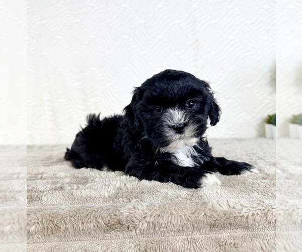 Medium Photo #1 ShihPoo Puppy For Sale in GREENFIELD, IN, USA