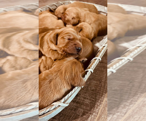 Golden Retriever Puppy for sale in CROWLEY, TX, USA