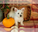 Puppy Daisy West Highland White Terrier
