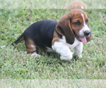 Small #5 Basset Hound