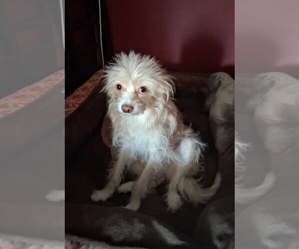 Medium Photo #1 Maltipoo (Miniature) Puppy For Sale in Santa Clarita, CA, USA
