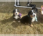 Small #12 Bernese Mountain Dog