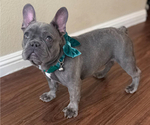 Puppy TORO French Bulldog