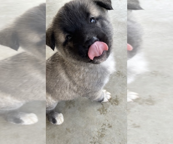 Medium Photo #19 Akita-Alusky Mix Puppy For Sale in SAN JACINTO, CA, USA