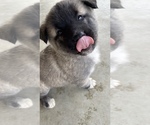 Small Photo #19 Akita-Alusky Mix Puppy For Sale in SAN JACINTO, CA, USA