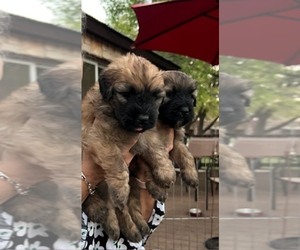 Bouvier Des Flandres Puppy for sale in BLANCO, TX, USA