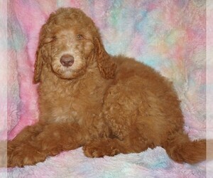 Labradoodle Puppy for sale in LA HABRA, CA, USA