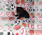 Small Photo #4 Morkie Puppy For Sale in LAPEER, MI, USA