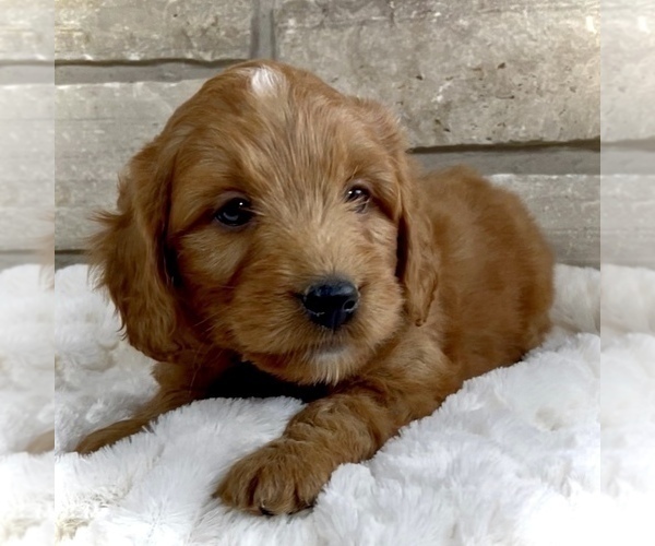 Medium Photo #2 Goldendoodle (Miniature) Puppy For Sale in RANDOLPH, WI, USA