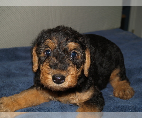 Medium Photo #1 Airedale Terrier Puppy For Sale in CHARLESTOWN, IN, USA