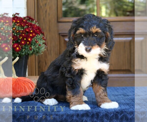 Medium Photo #3 Bernedoodle (Miniature) Puppy For Sale in NARVON, PA, USA