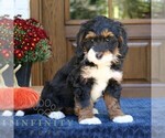 Grace - Female Bernedoodle (Miniature) Puppy for Sale - Photo #3