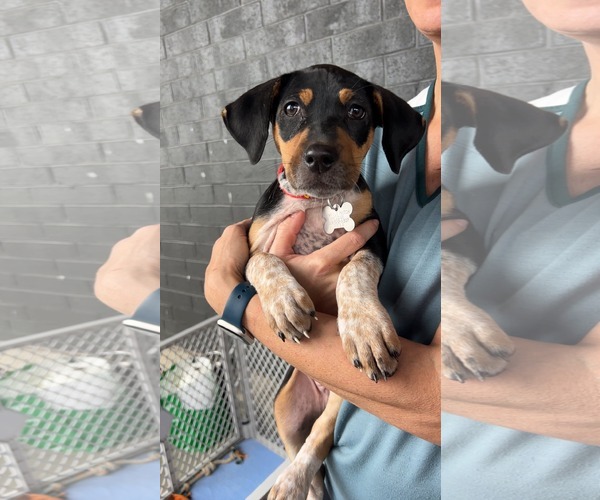 Medium Photo #1 Mutt Puppy For Sale in Holly Springs, NC, USA