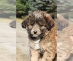 Small Photo #6 Aussiedoodle Miniature  Puppy For Sale in MENDON, MI, USA