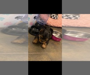 Yorkshire Terrier Puppy for sale in SAN ANTONIO, TX, USA