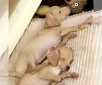 Small Chiweenie