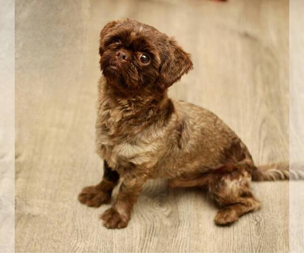 Medium Photo #2 Shih Tzu Puppy For Sale in Yuba City, CA, USA