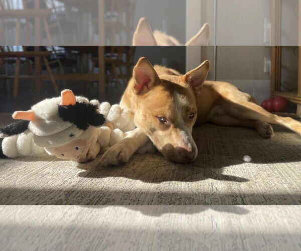 Medium Photo #6 Siberian Husky-Unknown Mix Puppy For Sale in Princeton, MN, USA