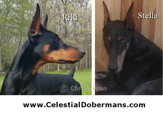 Father of the Doberman Pinscher puppies born on 12/19/2016