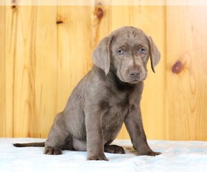 Labrador Retriever Puppy for sale in FREDERICKSBG, OH, USA