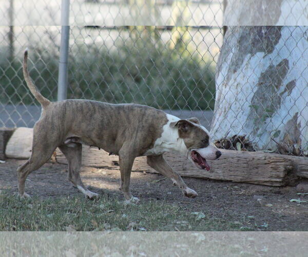 Medium Photo #1 Mutt Puppy For Sale in El Centro, CA, USA