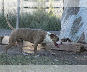Mutt Dogs for adoption in El Centro, CA, USA