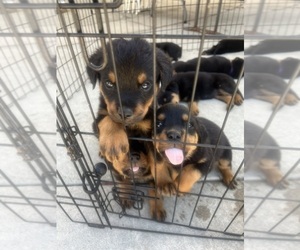 Rottweiler Puppy for sale in NORWALK, CA, USA