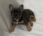 Small Photo #13 French Bulldog Puppy For Sale in CAMARILLO, CA, USA