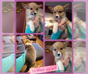 Pembroke Welsh Corgi Puppy for sale in URBANA, IL, USA