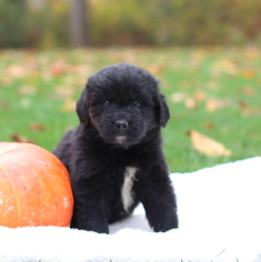 Newfoundland Puppy for sale in GAP, PA, USA
