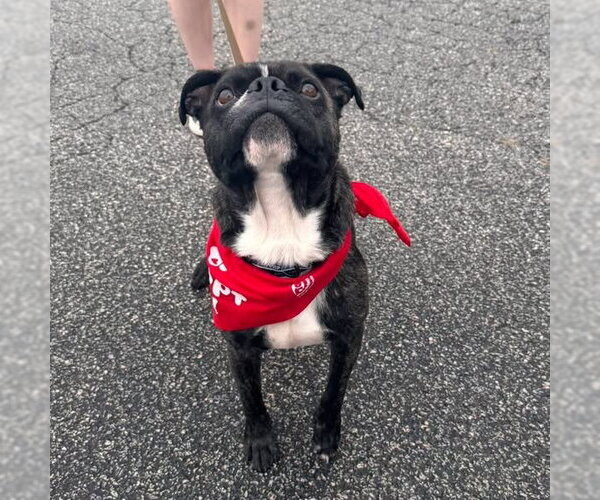 Medium Photo #3 Buggs Puppy For Sale in Muskegon, MI, USA