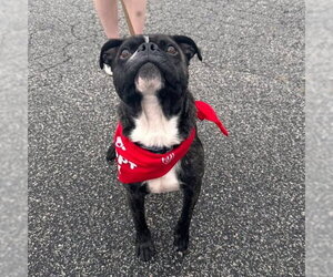 Rocky (Rocco) - Male Buggs Dog for Adoption - Photo #3