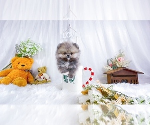 Pomeranian Puppy for sale in ASTORIA, NY, USA