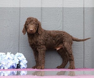 Labradoodle-Poodle (Standard) Mix Puppy for sale in FREDERICKSBG, OH, USA