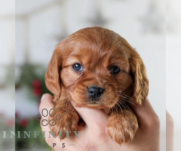 Medium Photo #5 Golden Retriever Puppy For Sale in LITITZ, PA, USA