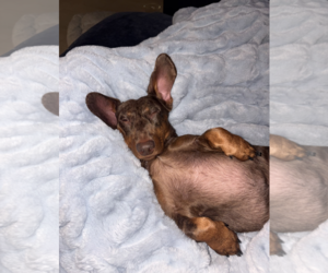 Milo - Female Dachshund Dog for Adoption - Photo #6