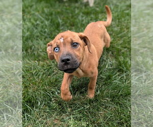 Mutt Dogs for adoption in Holly Springs, NC, USA