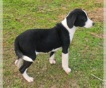 Small #1 Australian Shepherd-Beagle Mix