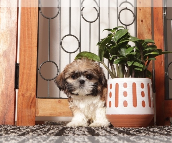 Medium Photo #10 Shih Tzu Puppy For Sale in NAPLES, FL, USA
