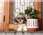 Puppy Roo Shih Tzu