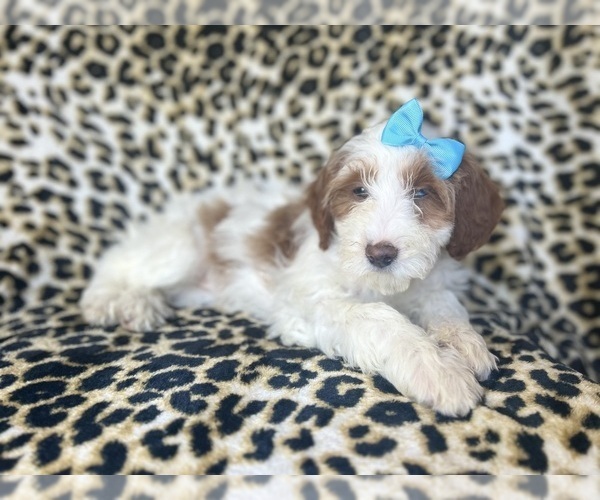 Medium Photo #2 Cavapoo Puppy For Sale in LAKELAND, FL, USA