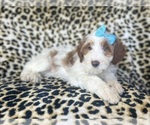 Small #1 Cavapoo