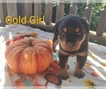 Small Photo #3 Rottweiler Puppy For Sale in TABLE GROVE, IL, USA