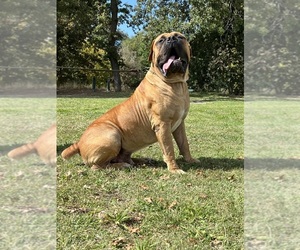 Father of the Boerboel puppies born on 07/26/2023