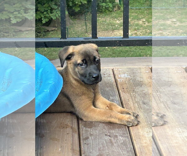 Medium Photo #4 Black Mouth Cur-Labrador Retriever Mix Puppy For Sale in Hillsboro, MO, USA