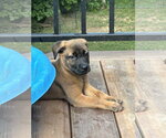 Small #3 Black Mouth Cur-Labrador Retriever Mix