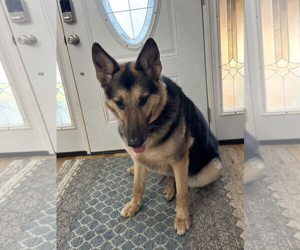 Medium Photo #7 German Shepherd Dog Puppy For Sale in Millburn, NJ, USA