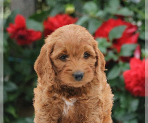 Medium Photo #3 Goldendoodle-Poodle (Miniature) Mix Puppy For Sale in MYERSTOWN, PA, USA