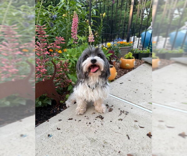 Medium Photo #3 Shih Apso Puppy For Sale in Oakhurst, NJ, USA